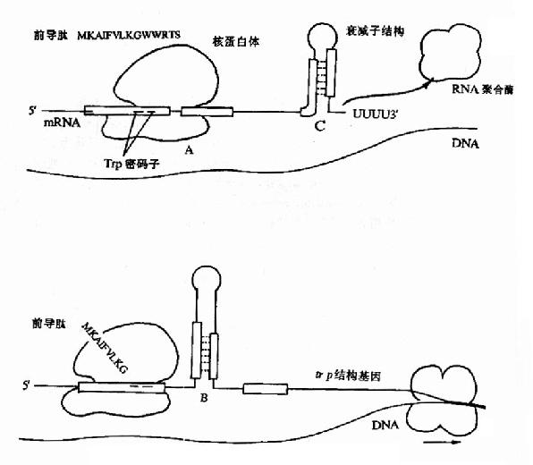 色氨酸操纵元中的衰减子结构及其调控示意图