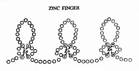 蛋白质的锌指结构