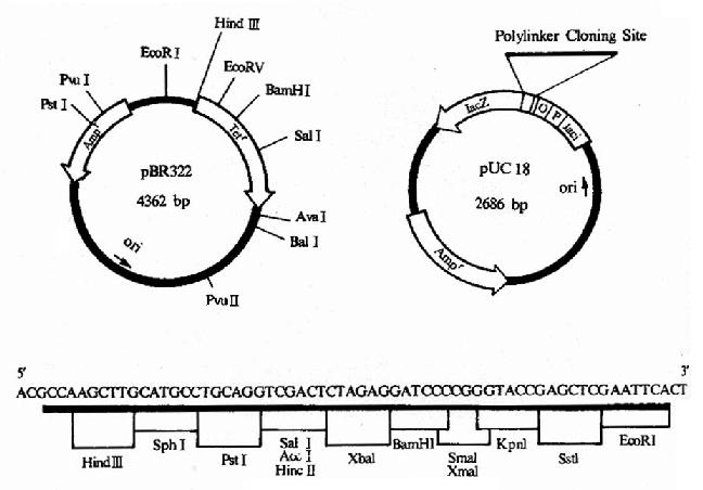 pBR322及pUC18图谱