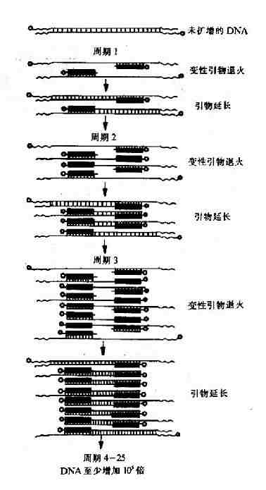 PCR基本原理示意图