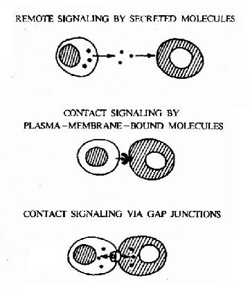 三种细胞通讯的基本方式