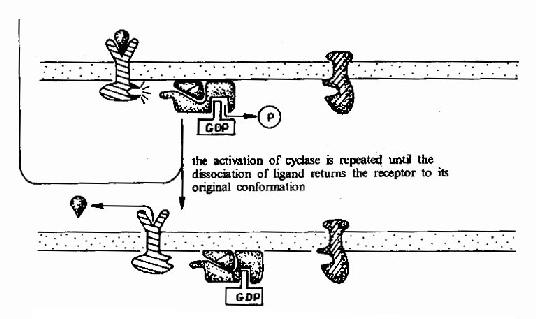 G蛋白偶联型受体－G蛋白－腺苷酸环化酶信号转导途径示意图