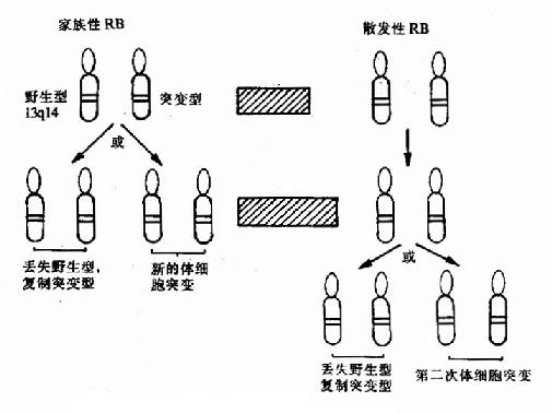 三、抑癌基因