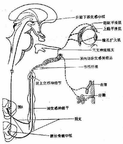 Horner征的神经通路