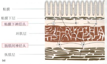 肠神经系统