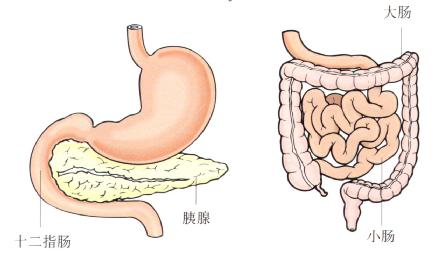 十二指肠和小肠位置