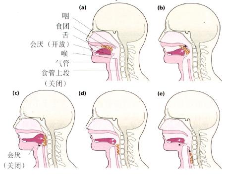 吞咽过程中食团由口运送到上段食管示意图