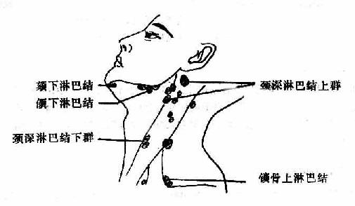 颈部淋巴结群