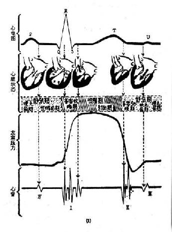 心动周期图