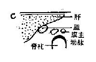 正常人体组织与病理组织反射规律