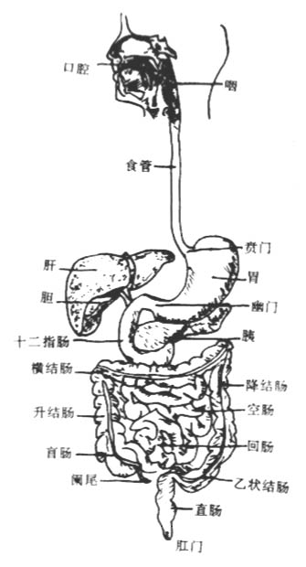 龌齿的影响