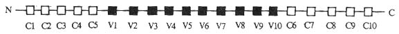 CD44分子的基因结构