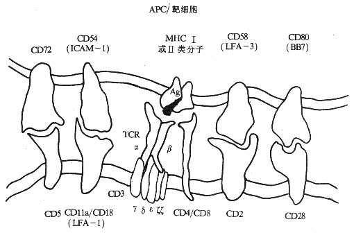 粘附分子与免疫细胞的识别作用