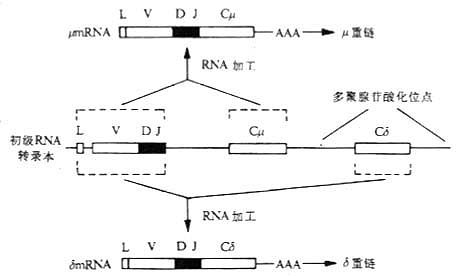 RNA的差异拼接与IgM和IgD共同表达在一个B细胞上