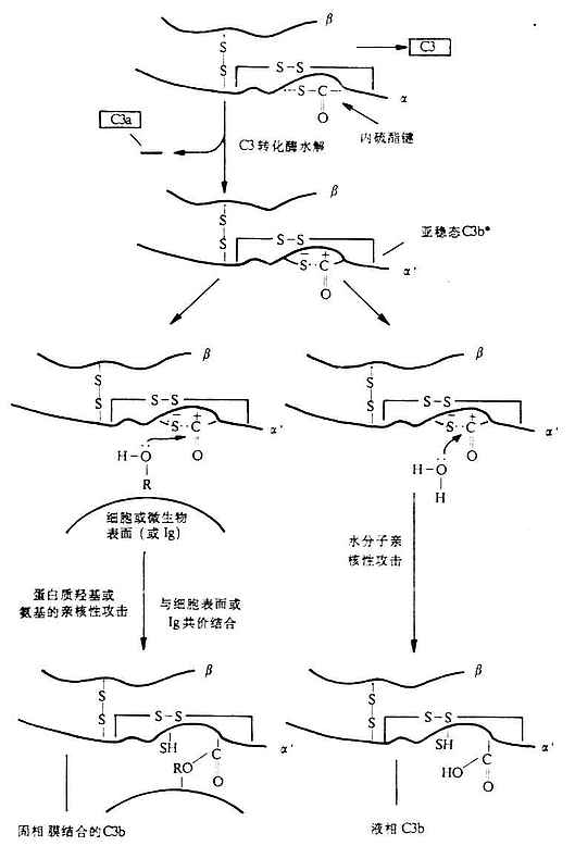 C3b的酯化反应（图解）