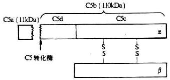 C5分子的结构（模式图）