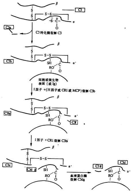 C3各种裂解片段的产生（图解）