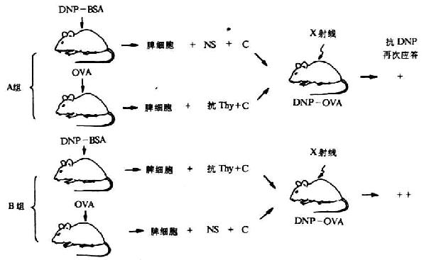 半抗原、载体反应淋巴细胞的鉴定（Raff等）