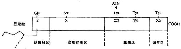 p56lck分子的功能区