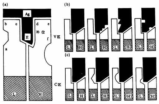 抗体分子上独特位、独特型、补位以及与抗原表位相互作用的示意图