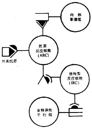 免疫网络学说（Jerne）