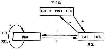 下丘脑-垂体前体与胸腺环路