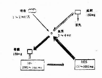 体内铁代谢的主要途径