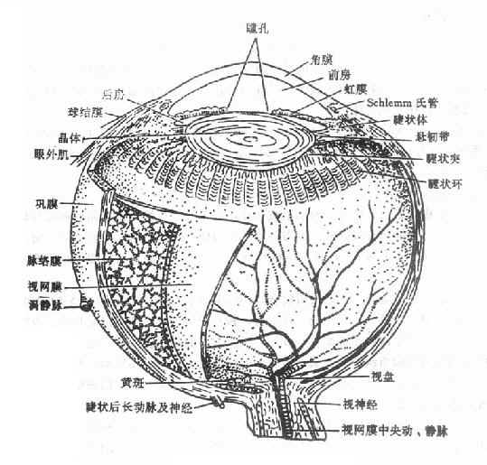 眼球立体剖面