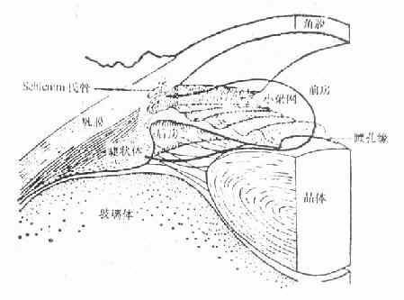 前房角的解剖与房水流出途径