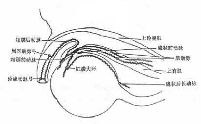 结膜血管走行示意图