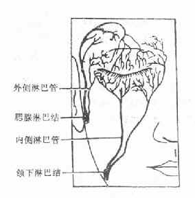 眼睑的淋巴分布示意图