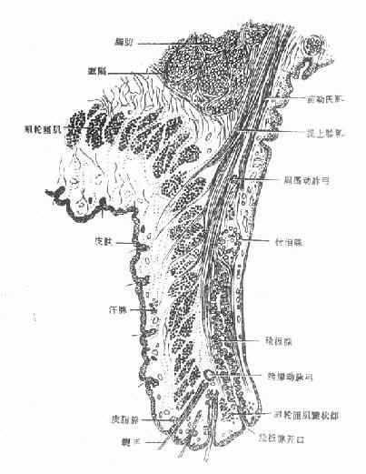 眼睑矢状切面