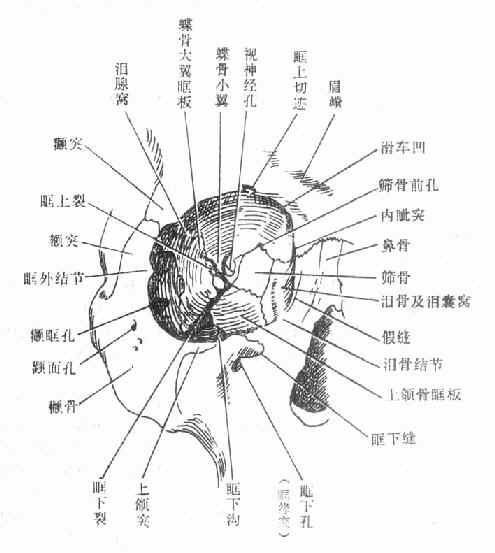 眼眶之前面观