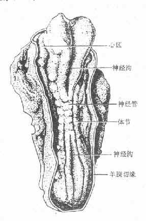 神经沟和神经管