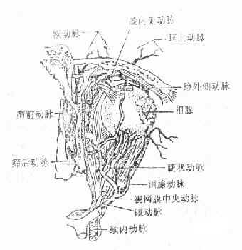 眼动脉及其分支