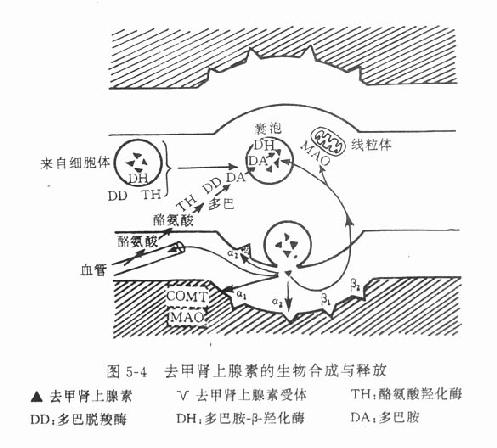 第五章　传出神经系统药理概论