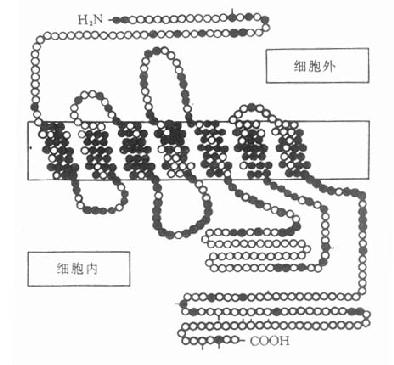 人体β1-肾上腺受体