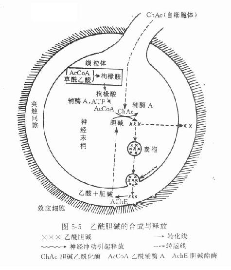 第五章　传出神经系统药理概论