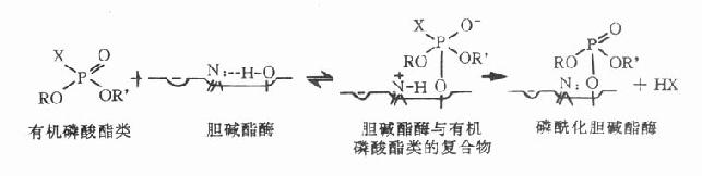 有机磷酸酯类抗胆碱酯酶作用示意图