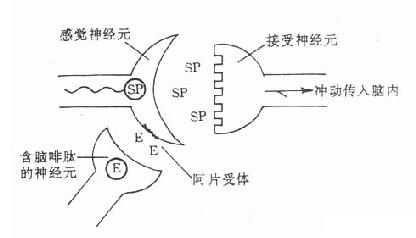 含脑啡肽的神经元与疼痛