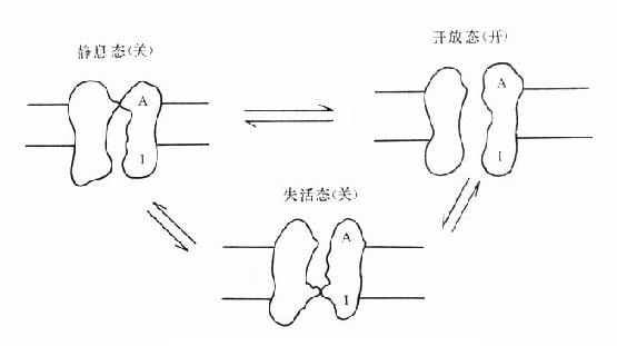 二．作用方式