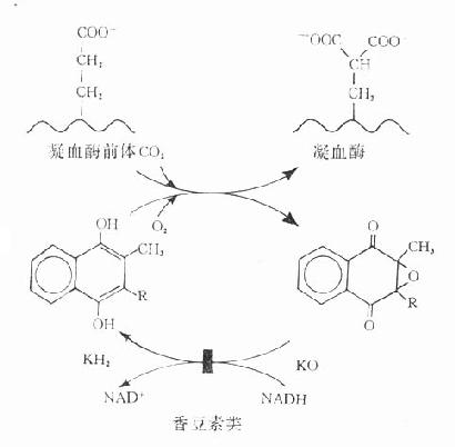 维生素K作用示意图