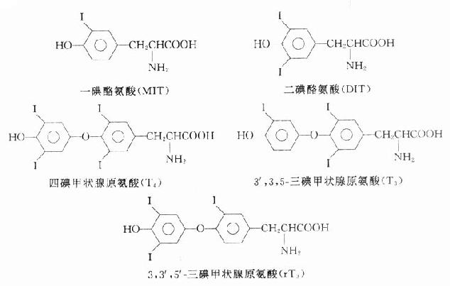 第一节　甲状腺激素