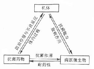 机体、抗菌药物及病原微生物的相互作用关系