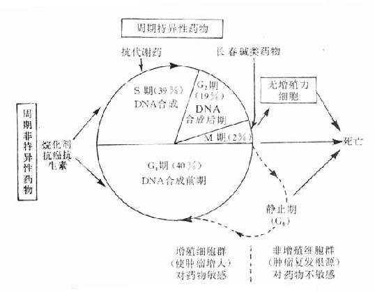 细胞增殖周期及药物作用示意图