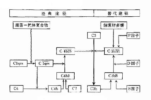 两条激活途径的比较