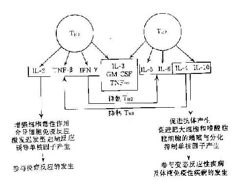 细胞因子与TH1、TH2的相互关系