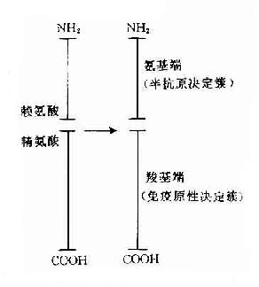 高血糖素决定簇结构示意图