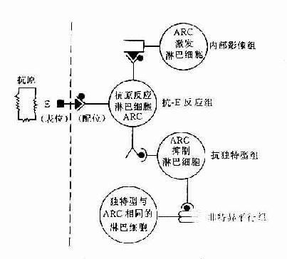 免疫网络学说