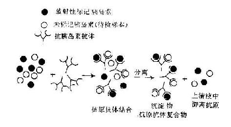 液相放射免疫分析法原理及标准曲线